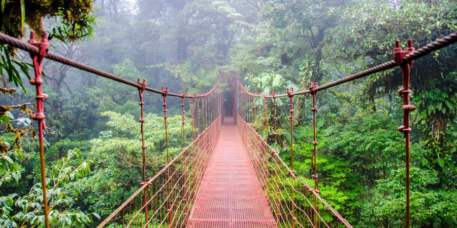 Un incantevole passeggiata nella foresta pluviale